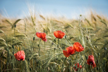 Фотография к новости: Много солнца, сухо и жарко: метеорологи рассказали о погоде в РК в выходные