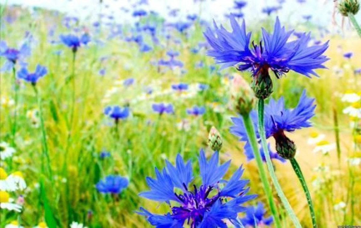 Какая погода ожидает казахстанцев 18 июля