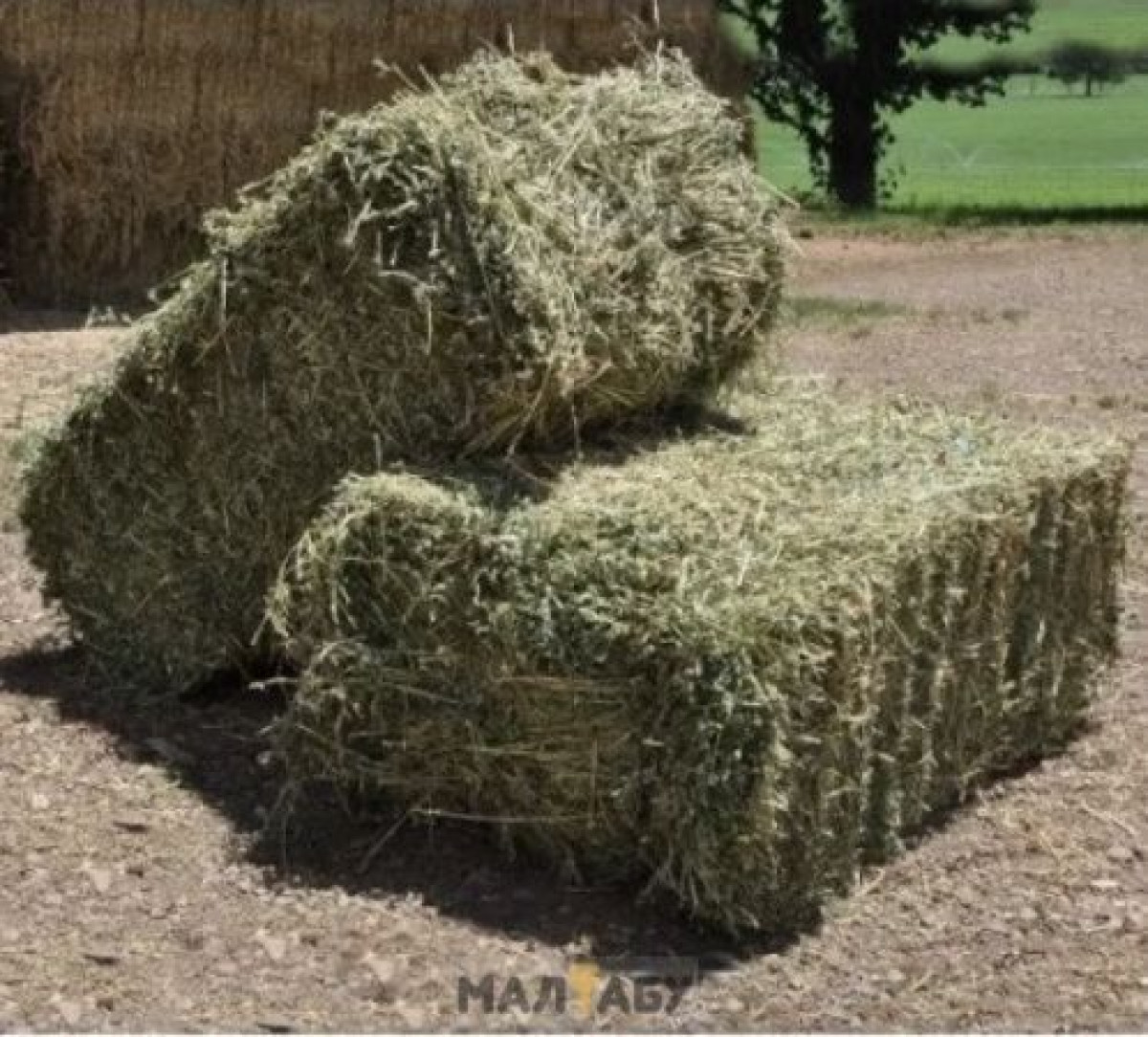 Очередную партию вагонов с сеном отправили в Мангистаускую область