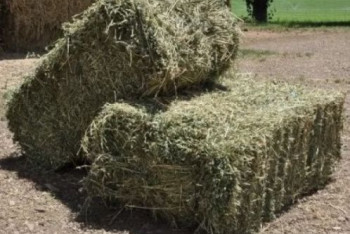 Фотография к новости: Очередную партию вагонов с сеном отправили в Мангистаускую область