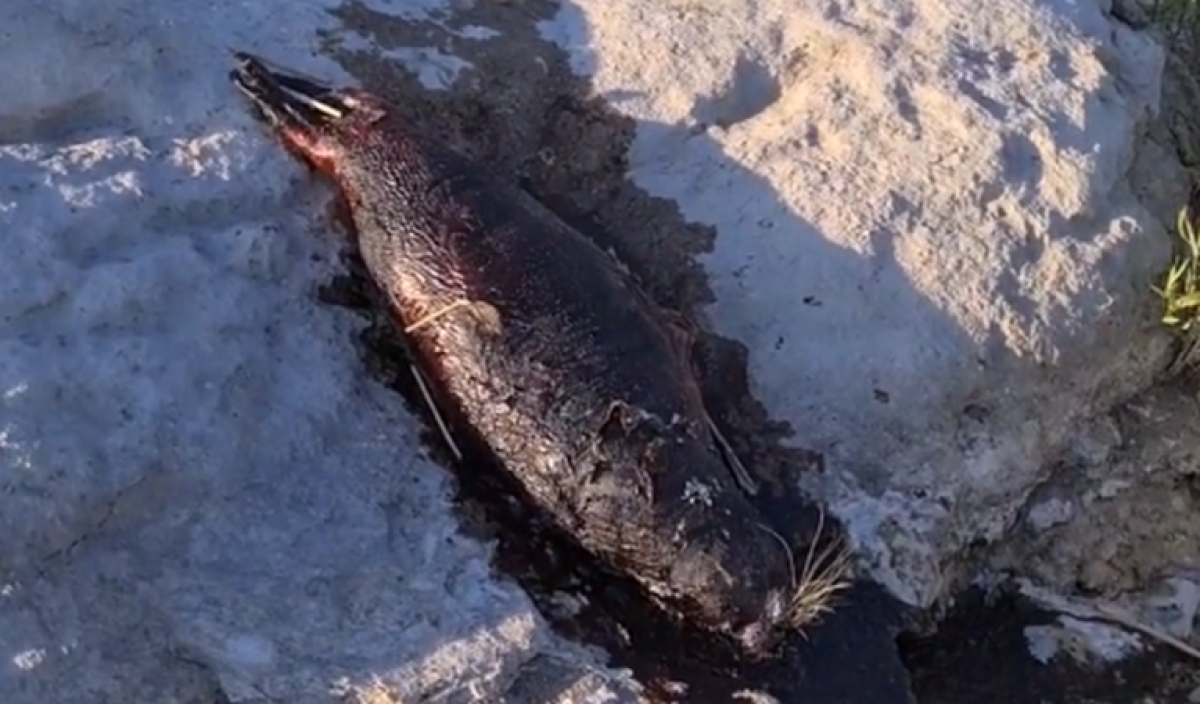 Видео с мертвым тюленем в Актау обсуждают в Сети