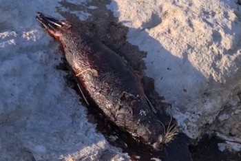 Фотография к новости: Видео с мертвым тюленем в Актау обсуждают в Сети