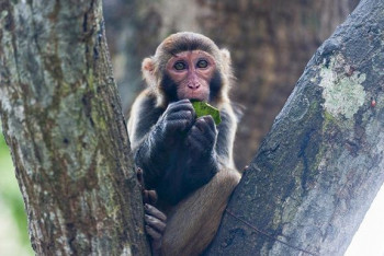 Фотография к новости: Первую смерть человека от вируса обезьяны зафиксировали в Китае