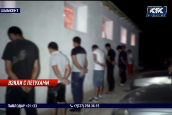 Фотография к новости: Петушиные бои во время карантина организовал житель Шымкента