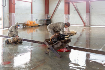 Жертвоприношение на Курбан айт. Как к празднику готовятся скотные дворы Нур-Султана