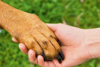 Фотография к новости: Жестокое убийство животных: зоозащитники считают, что близ Петропавловска орудует группировка