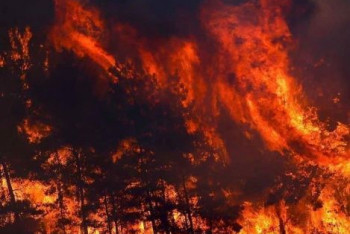 Фотография к новости: Пожары в Турции: как люди сражаются с огнем и его последствиями