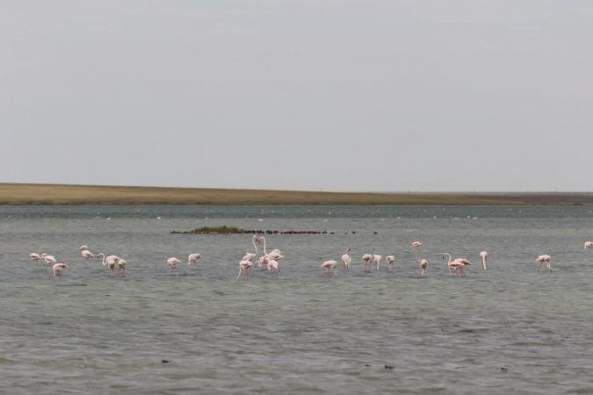 Дети с особыми потребностями изучают орнитологию в Акмолинской области