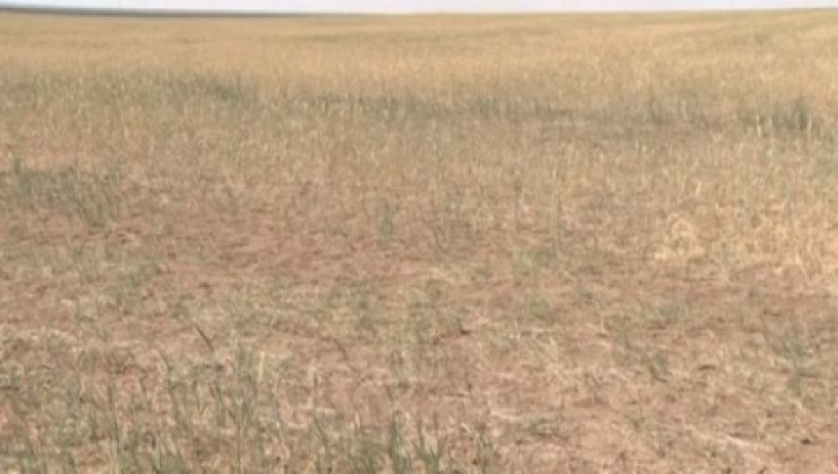 От нашествия сайгаков страдают фермеры Акмолинской области