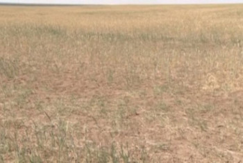 Фотография к новости: От нашествия сайгаков страдают фермеры Акмолинской области