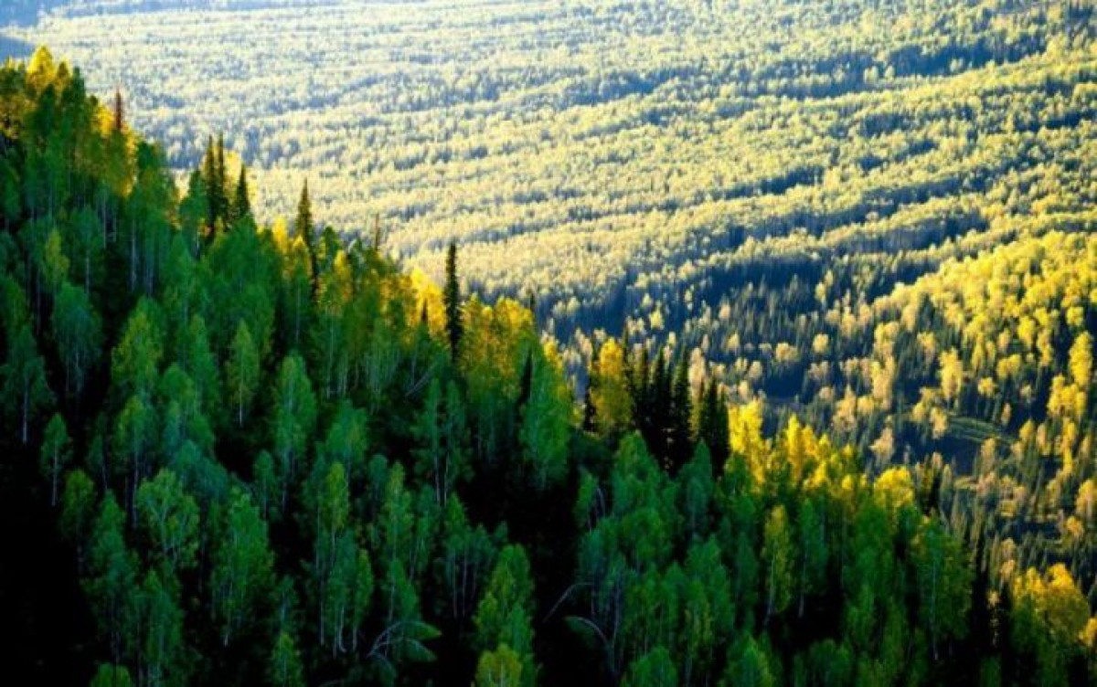 "Исчезновение лесов в Казахстане" - информацию прокомментировали в Минэкологии