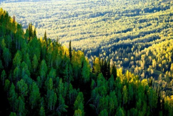 Фотография к новости: "Исчезновение лесов в Казахстане" - информацию прокомментировали в Минэкологии