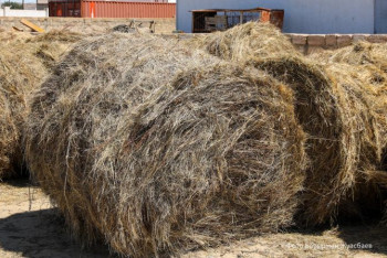 Фотография к новости: КТЖ продлил до конца августа скидку на перевозку сена в Мангистау