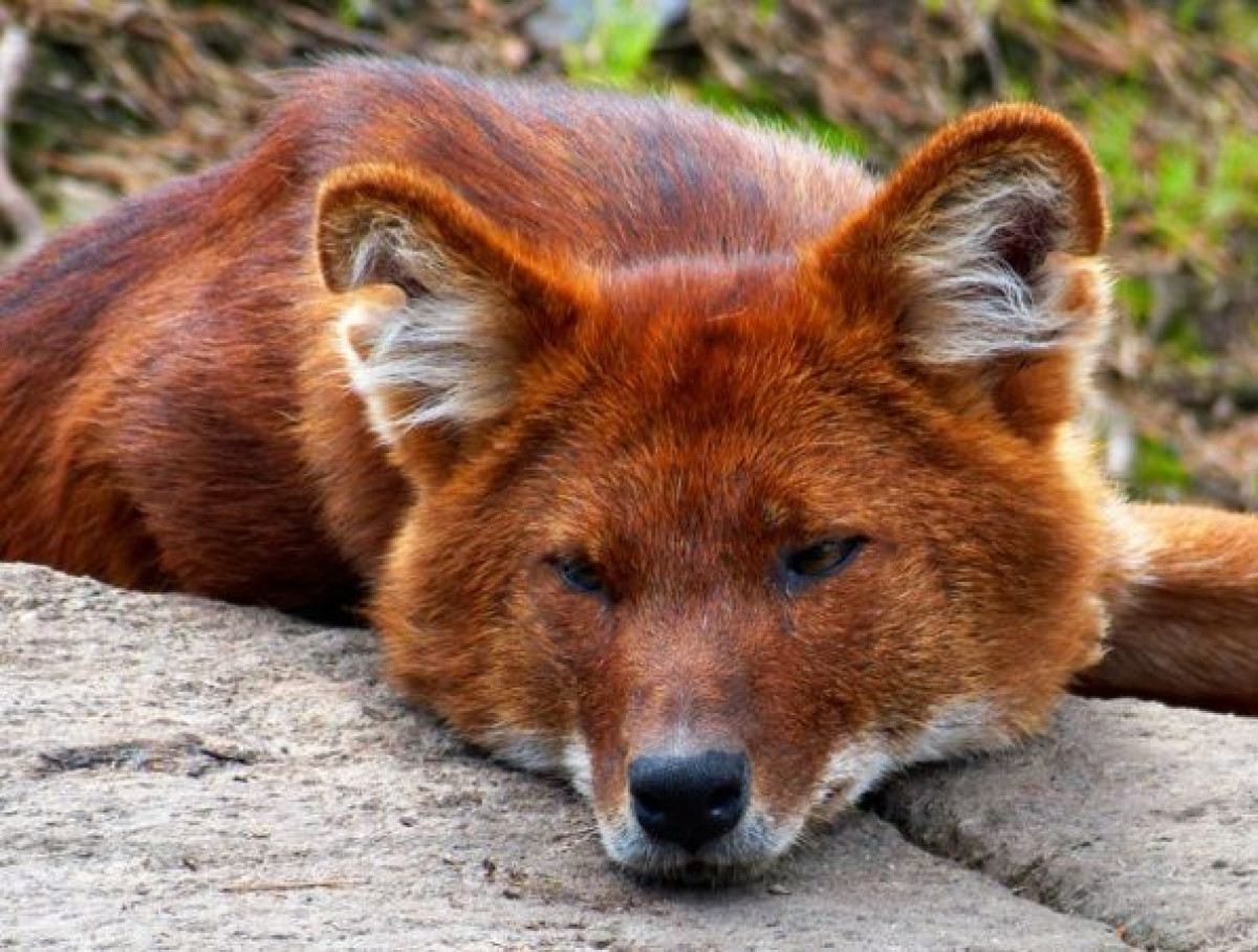 иллюстративное