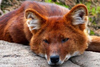 Фотография к новости: Красного волка сняли на видео в Мангистау