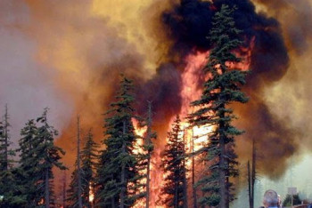 Фотография к новости: О росте числа экологических катастроф предупредили в ООН