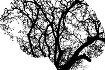 Фотография к новости: Ученые представили схему связей мозга