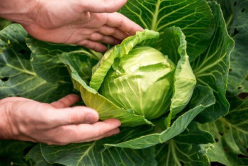 Фотография к новости: Цены на лук и капусту продолжают расти - Султанов