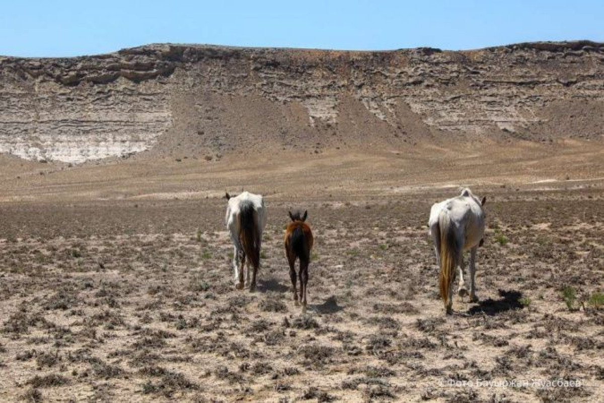 Фото Бауыржана Жуасбаева