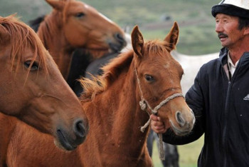 Фотография к новости: Пострадавшим от засухи животноводам обещают отсрочку по кредитам