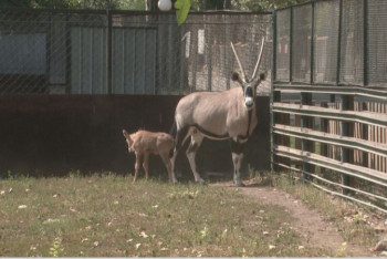 Фотография к новости: Кенгуру, лемуры, дикобразы и антилопа: 130 детенышей родились в зоопарке в Алматы в 2021 году