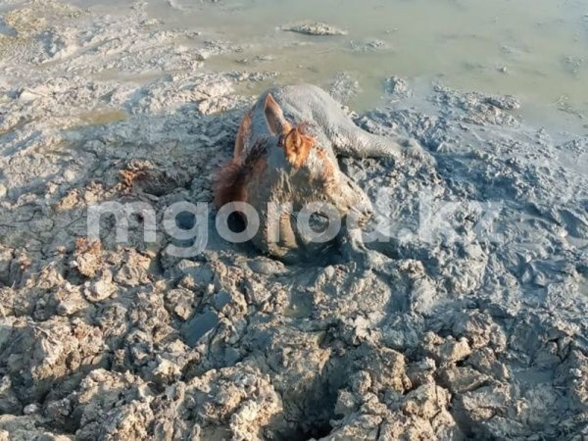 Фермеры просят объявить ЧС из-за падежа скота в ЗКО