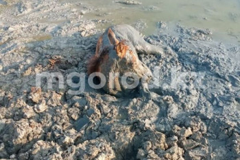 Фотография к новости: Фермеры просят объявить ЧС из-за падежа скота в ЗКО