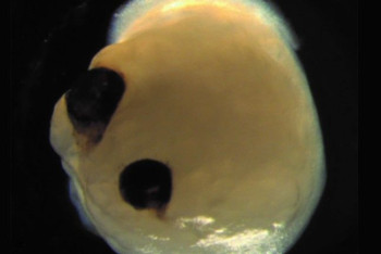 Фотография к новости: Ученые вырастили в пробирке мини-мозг с живыми глазами