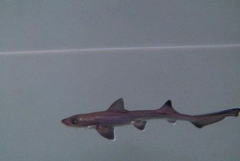 Фотография к новости: Акула обошлась без самца и родила сама от себя