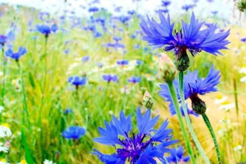 Фотография к новости: Какая погода ожидает казахстанцев 20 августа