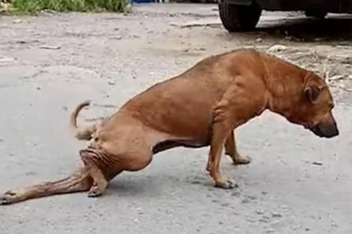 instagram/@dobrye_ruki_pvl 