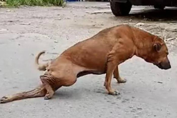 Фотография к новости: Дачных живодеров разыскивают волонтеры в Павлодаре