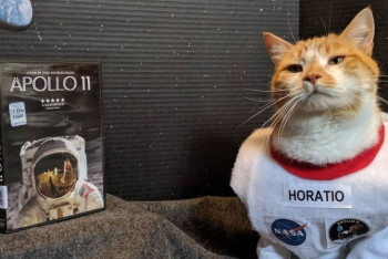 Фотография к новости: Кот прославил библиотеку в США, в разы увеличив ее посещаемость