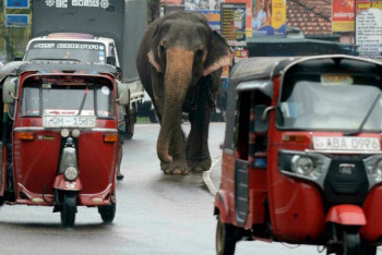 Фотография к новости: На Шри-Ланке обязали выдать слонам удостоверения личности