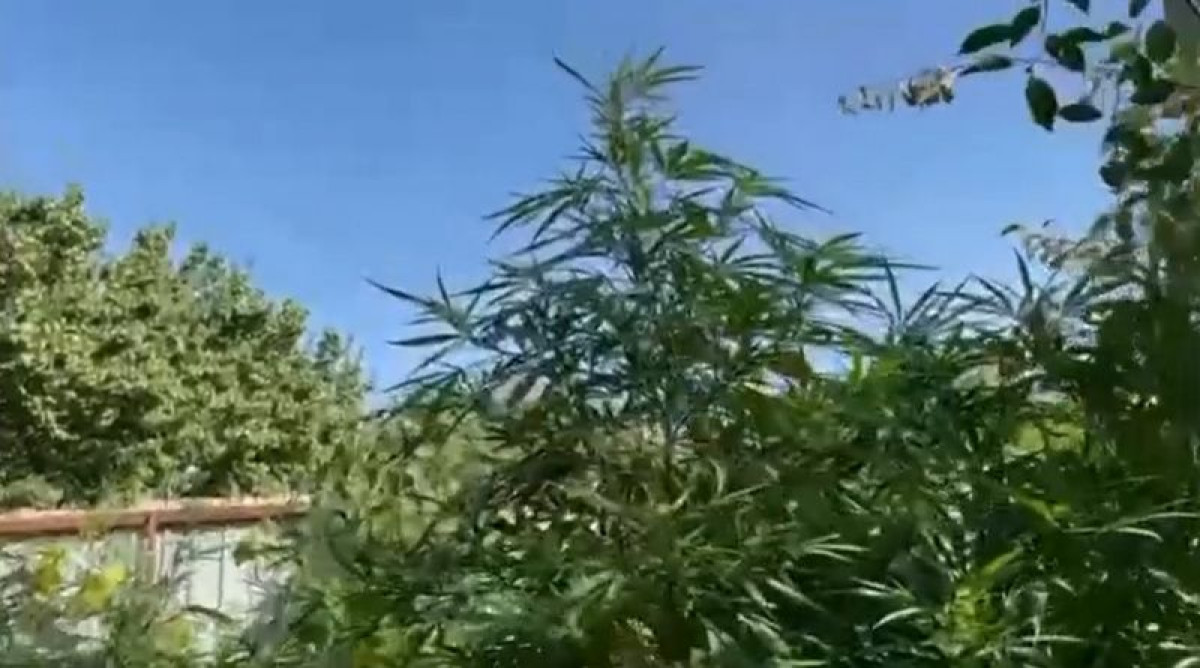 кадр из видео