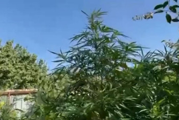 Фотография к новости: Четверть тонны конопли изъяли у жителя Шымкента