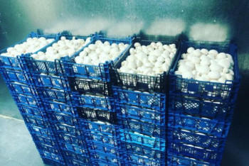 Фотография к новости: Как житель СКО получил грант и открыл грибную ферму