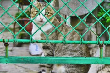Фотография к новости: Бесплатную стерилизацию и кастрацию четырех тысяч домашних животных проведут в Нур-Султане