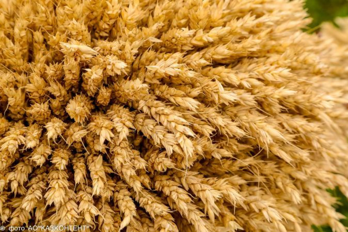 Закупочные цены на зерно для фермеров РК в 2021 году повысили на 24%