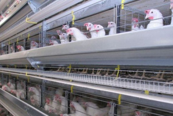 Фотография к новости: От птицефабрик СКО потребовали вернуть госсубсидии на миллионы тенге