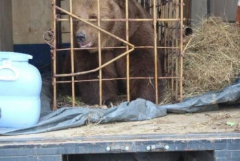 Фотография к новости: Медведица покусала ребенка в Костанае. Пятилетняя девочка в тяжелом состоянии