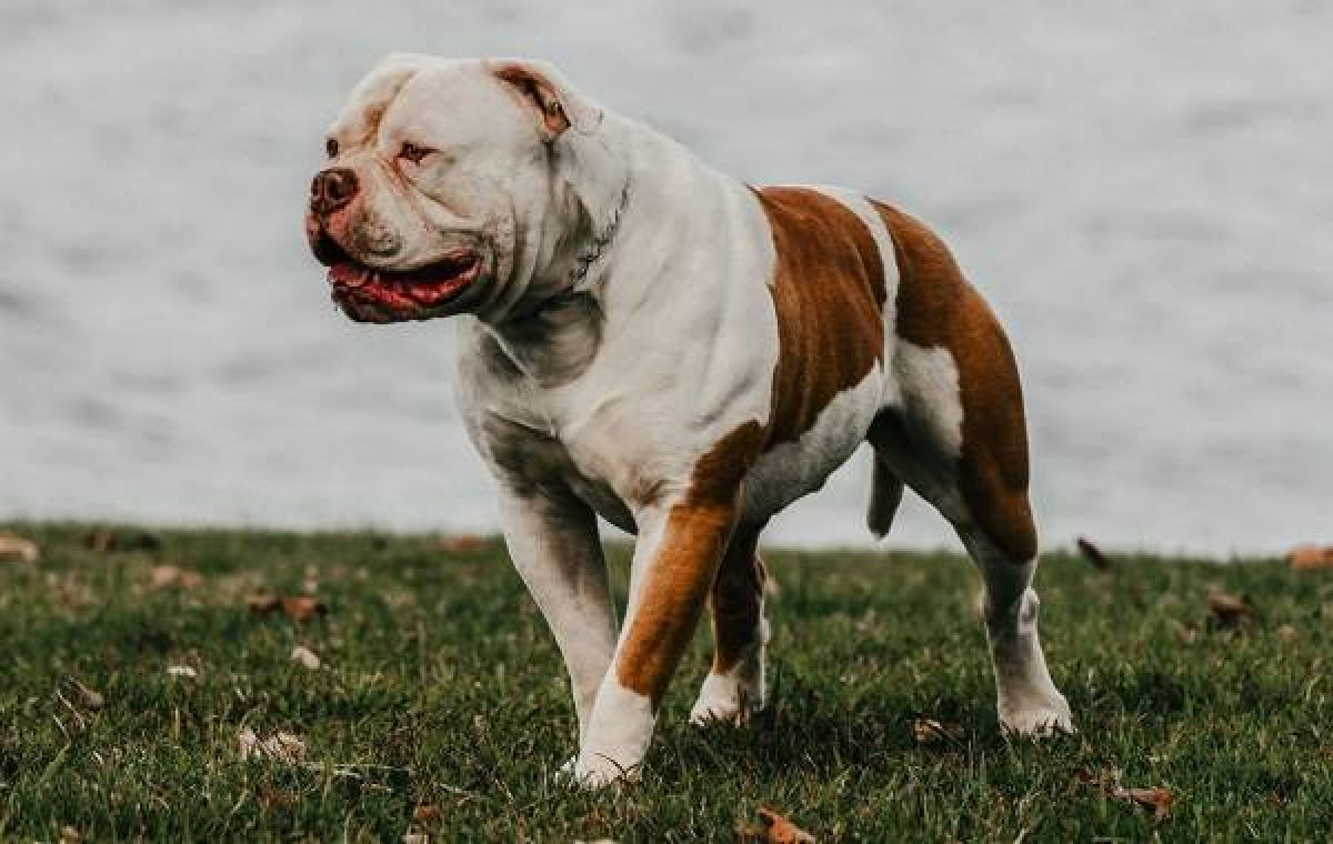 иллюстративное 