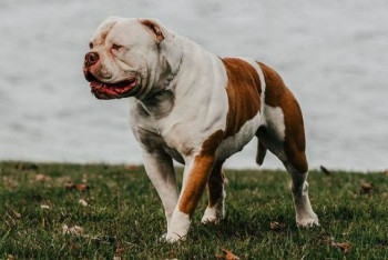 Фотография к новости: Пенсионерку из Алматы едва не загрыз собственный бульдог