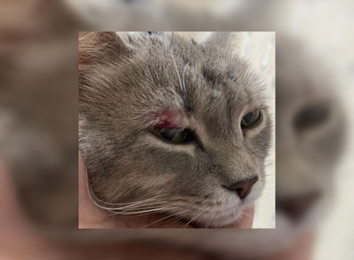 Кот получил травмы и гематомы в аэропорту Алматы: проводится служебное расследование