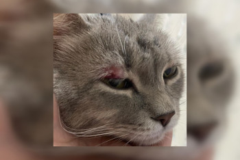 Фотография к новости: Кот получил травмы и гематомы в аэропорту Алматы: проводится служебное расследование