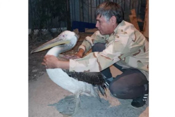 Фотография к новости: Пеликану отрезали ножницами крылья в Актау