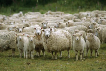 Фотография к новости: Отару овец сбили на трассе в Жамбылской области, погибли 35 животных