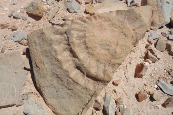 Фотография к новости: Первые останки крылатого ящера обнаружили в Чили