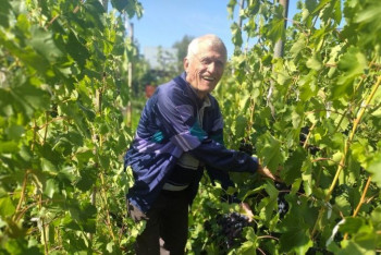 Фотография к новости: "Ананасовый" вкус независимости — виноградная история северо-казахстанца