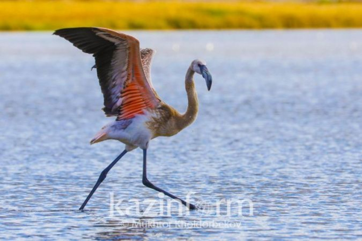 Астанчане любуются фламинго на Малом Талдыколе